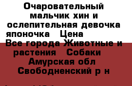 Очаровательный мальчик хин и ослепительная девочка японочка › Цена ­ 16 000 - Все города Животные и растения » Собаки   . Амурская обл.,Свободненский р-н